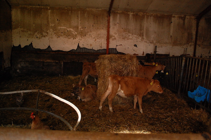 Emanda Percival, mjólk culture, milk, cow, farm, milk farming, farming, countryside, Ísland, Iceland, úr vör, vefrit, Aron Ingi Guðmundsson