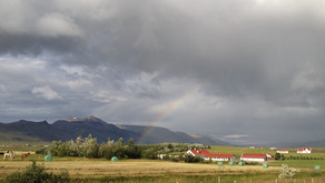 Mjólk culture