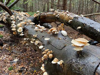 Nature champignion
