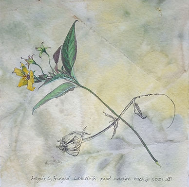 Fringed Loosestrife.jpg