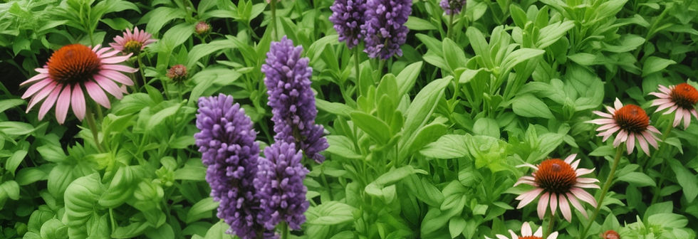 A large field of fresh herbs_edited.jpg