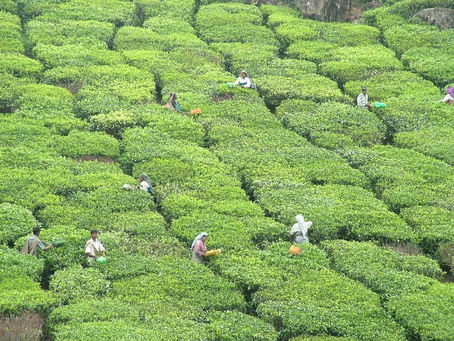 Need for transparency in tea supply chains