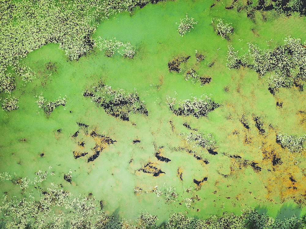 Algae