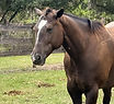 ak-horse-journey.jpg