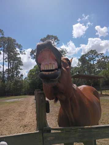 ak-horse-laughing