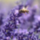 Planting for Pollinators 2026