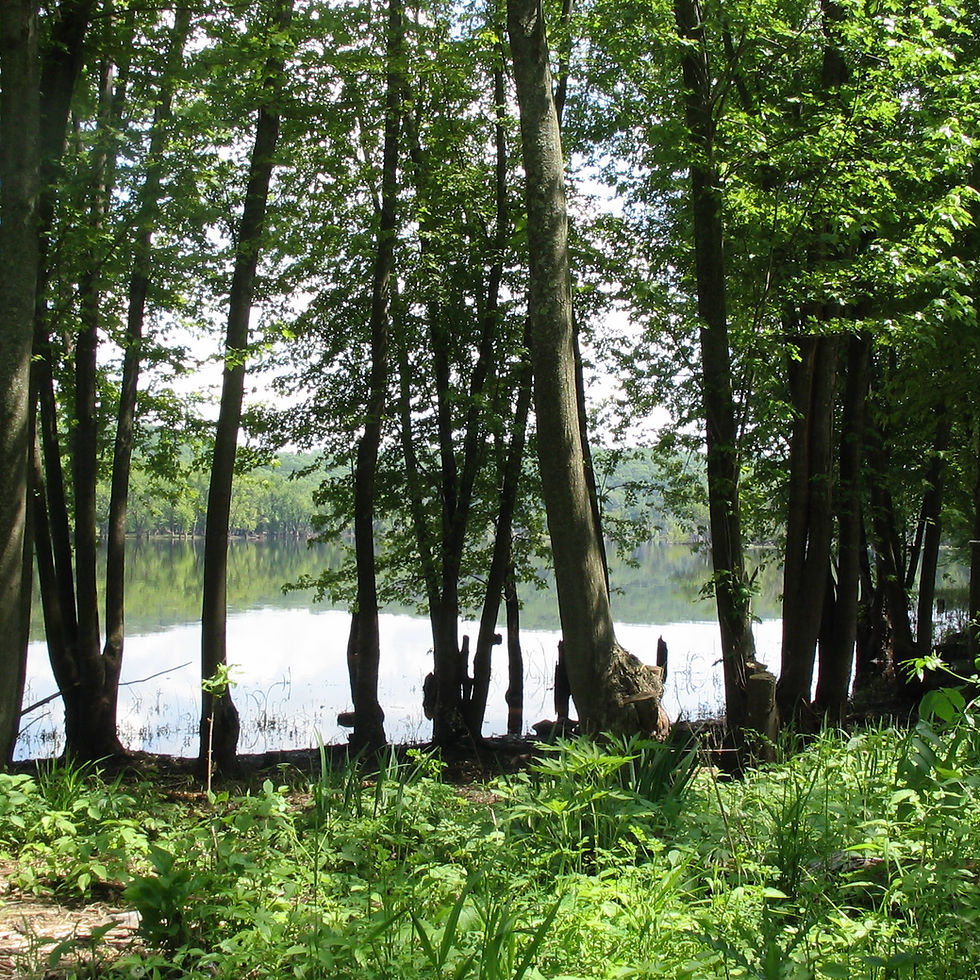 River Bluff Restoration at Arcola Mills