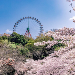 《櫻花情報》「相模湖櫻花節」· 浪漫地坐着熱氣球空中賞櫻 · 邊玩遊樂設施邊賞櫻嘅特別體驗