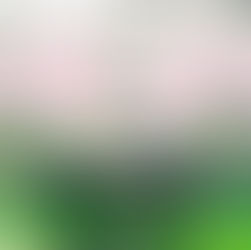 《潮遊大阪》大阪賞櫻一日遊 · 四人以上更可包車