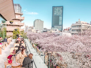 《櫻花情報》東京賞櫻餐廳推薦 · 櫻花近在眼前！