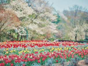 《潮遊神户》GARDEN FEST 2024 Spring · 被花包圍的花花世界 · 童話世界出現的仙境