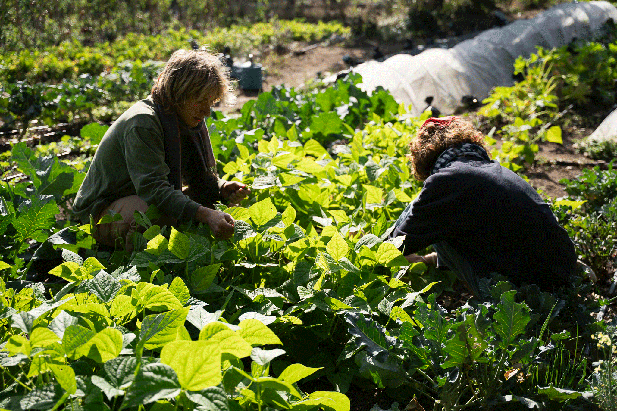 Crew members tending to the beans