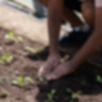 A permaculture design course student planting lettuce seedling in the soil