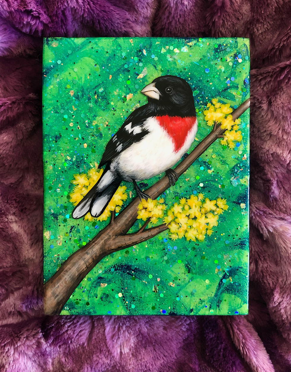 Rose-breasted Grosbeak