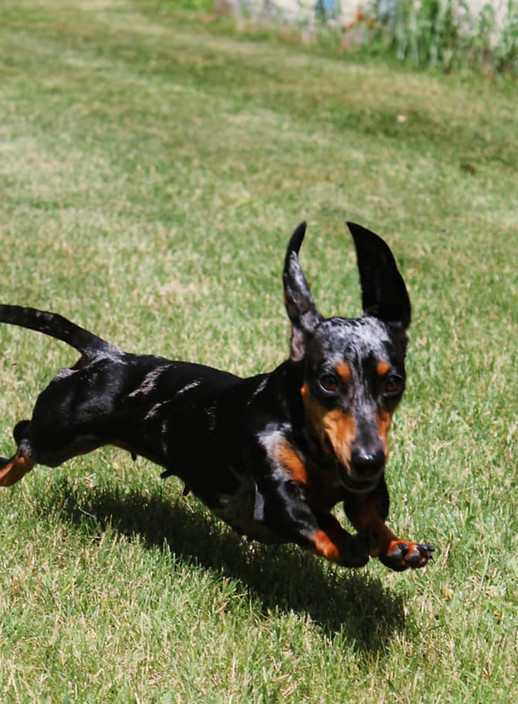 High Speed Phoebe _edited.jpg