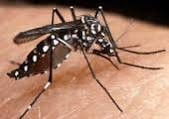 Evite a Dengue