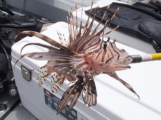 LionfishCraigNewton.jpg