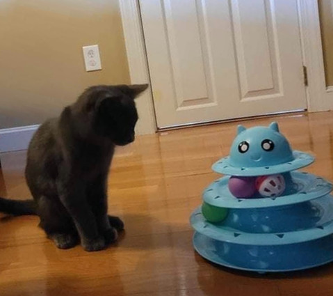 Home | Maine Coon Rescue Community