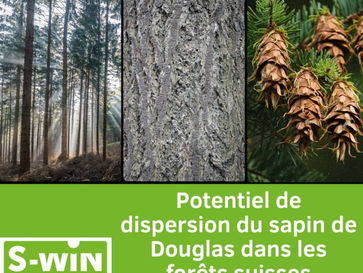 Potentiel de dispersion du sapin de Douglas dans les forêts suisses
