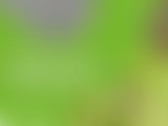 Development and optimization of a wood-concrete composite ceiling using beech