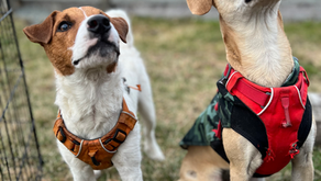 5 dog training tips to help your family be consistent and patient in training your new dog.