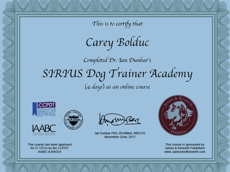 What My Dog Training Education Actually Taught Me
