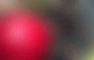 bull dog playing with a herding ball as part of his daily canine enrichment