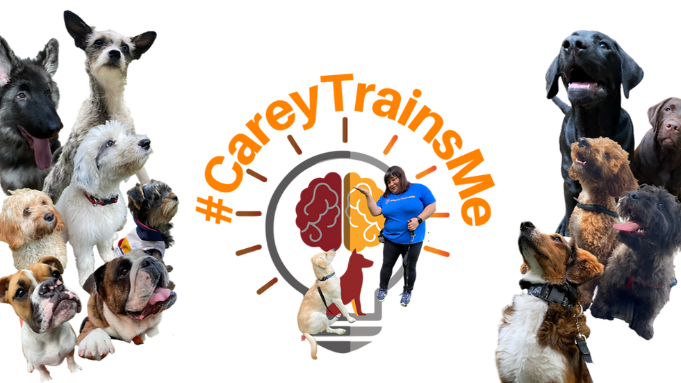 a group of dogs sitting calmly around the CareyTrainsMe logo.
