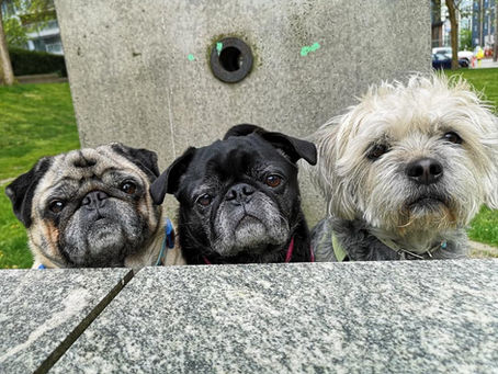 Pain and Dog Behaviour: The Hidden Reason Behind Many “Behaviour Problems”