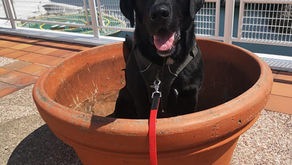 How to teach your dog to settle - make it extra rewarding.