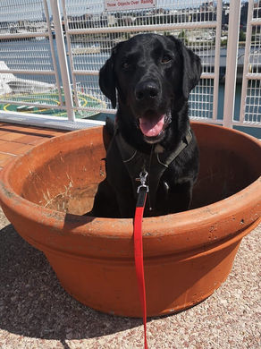 How to teach your dog to settle - make it extra rewarding.