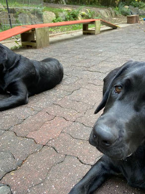 Making calm behaviours the most rewarding for your dog.