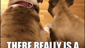 two bull dogs watching another dog get treats from the treat lady