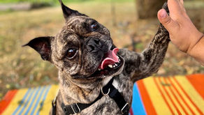 What is positive reinforcement, and how to use it in dog training?