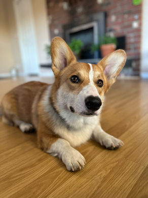 Corgi in a down stay infront of the fire place
