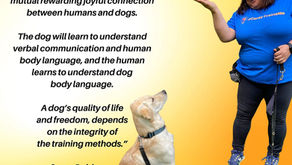 Where can you bring your puppy to be trained?