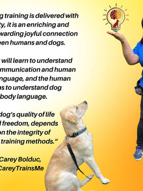 Where can you bring your puppy to be trained?