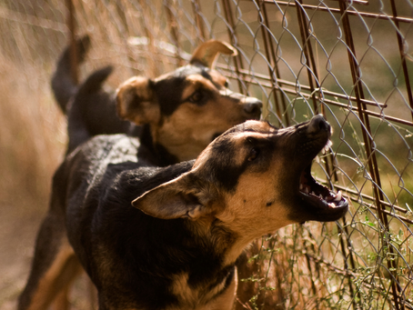 Two dogs barking at the fence.