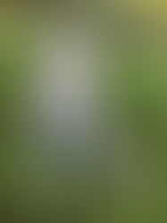 White aussie shepherd puppy laying in the grass practicing a down stay