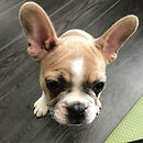 Luna the Frenchton puppy practiting the sit command