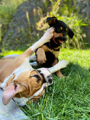 Dog Body Language Tips: How to Understand and Interpret Canine Body Language