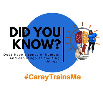 Did you know? Dogs have a sense of humour and can laugh at amusing things. #CareyTrainsMe logo with light bulb and Carey training a yellow lab to sit.