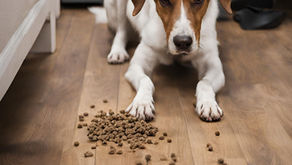 How to Use Food Rewards to Train Fearful Dogs Without Creating Emotional Conflict.