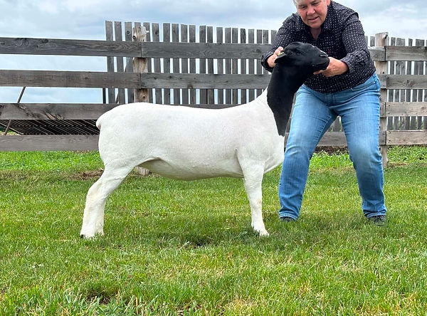 donna sheep 3.jpeg