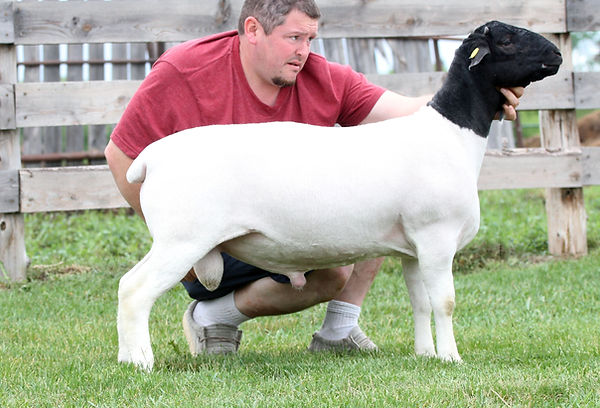 donna sheep 1.jpeg