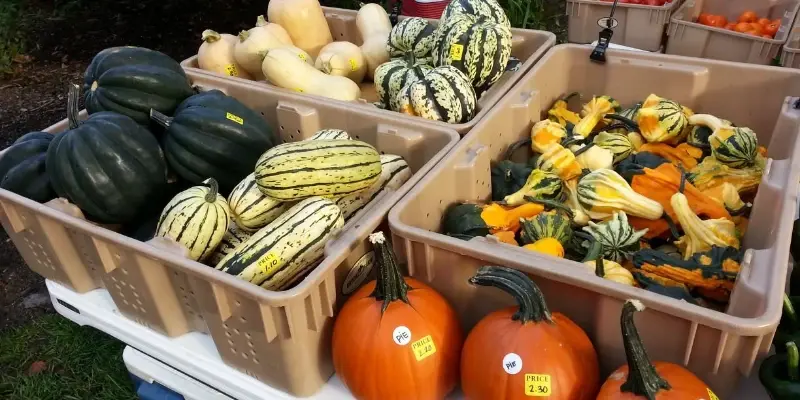 Orchards, Pumpkins, and Harvest Season Near Lake Geneva