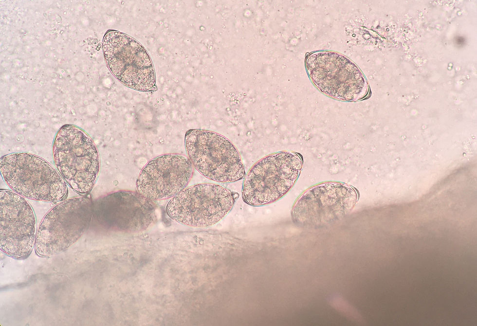 9:00〜12:00 16:00〜20:00マンソン裂頭条虫