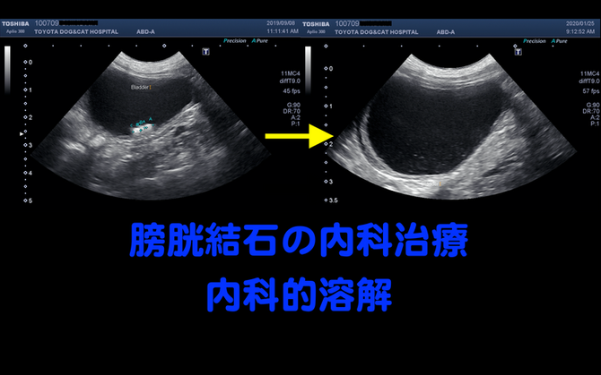 膀胱結石の内科治療