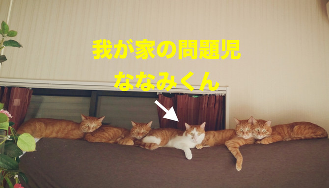 我が家の問題児 ななみくん