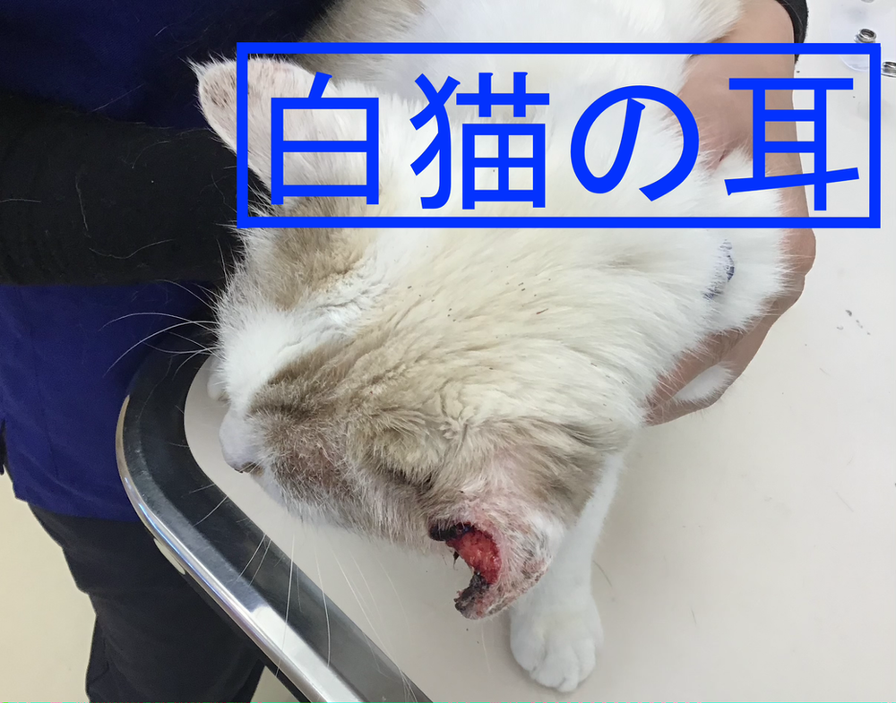 白猫の耳